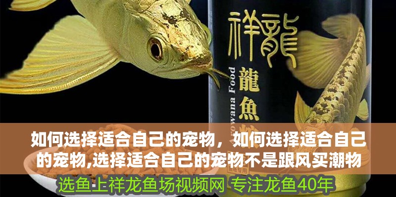 如何選擇適合自己的寵物，如何選擇適合自己的寵物,選擇適合自己的寵物不是跟風買潮物