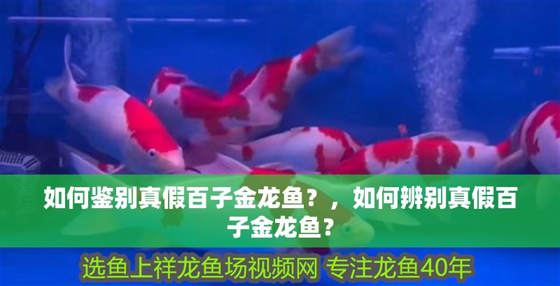 如何鑒別真假百子金龍魚？，如何辨別真假百子金龍魚？