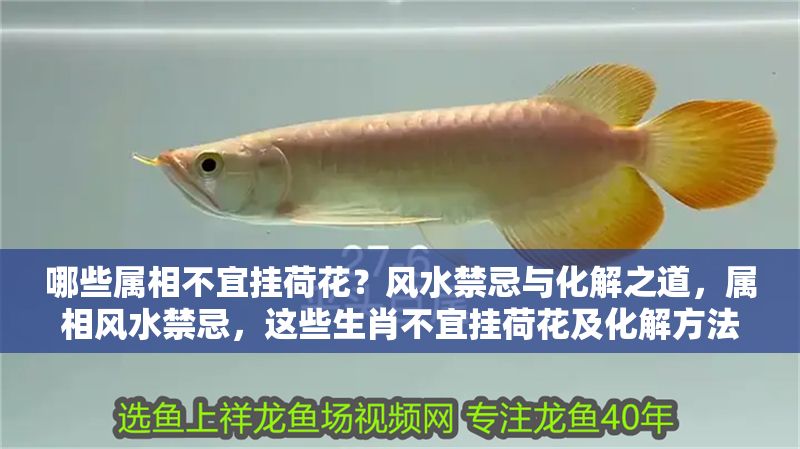 哪些屬相不宜掛荷花？風(fēng)水禁忌與化解之道，屬相風(fēng)水禁忌，這些生肖不宜掛荷花及化解方法