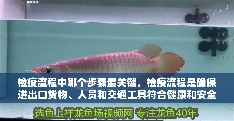 檢疫流程中哪個步驟最關鍵，檢疫流程是確保進出口貨物、人員和交通工具符合健康和安全標準的重要環節