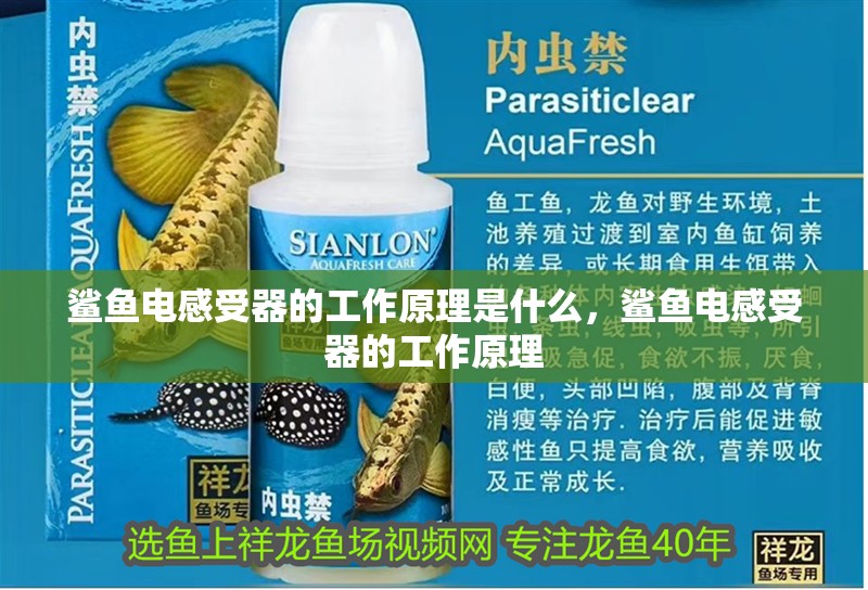 鯊魚電感受器的工作原理是什么，鯊魚電感受器的工作原理