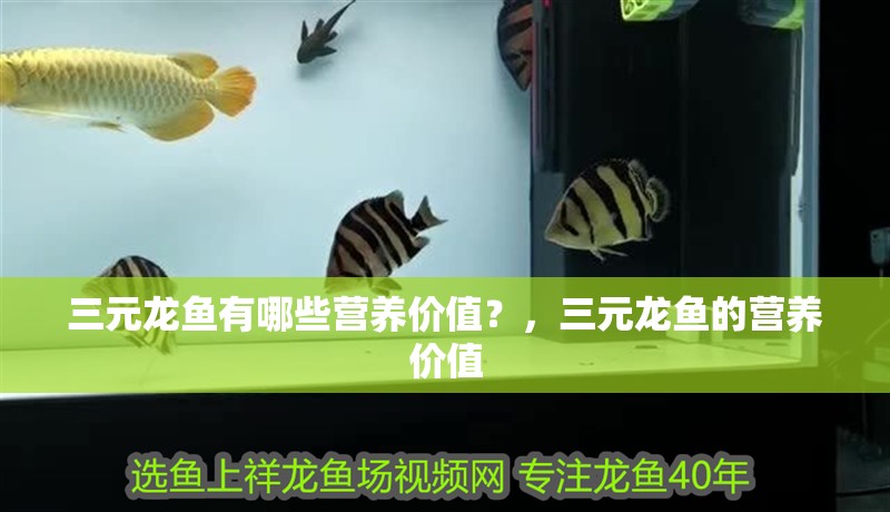 三元龍魚有哪些營養價值？，三元龍魚的營養價值