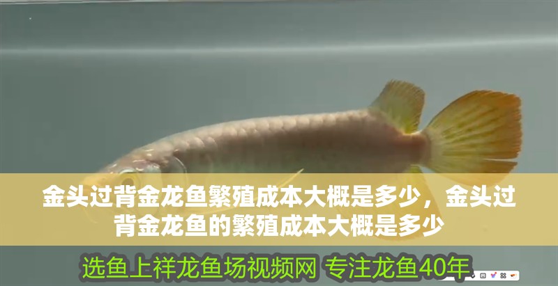 金頭過背金龍魚繁殖成本大概是多少，金頭過背金龍魚的繁殖成本大概是多少