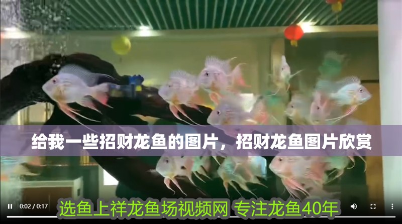 給我一些招財龍魚的圖片，招財龍魚圖片欣賞