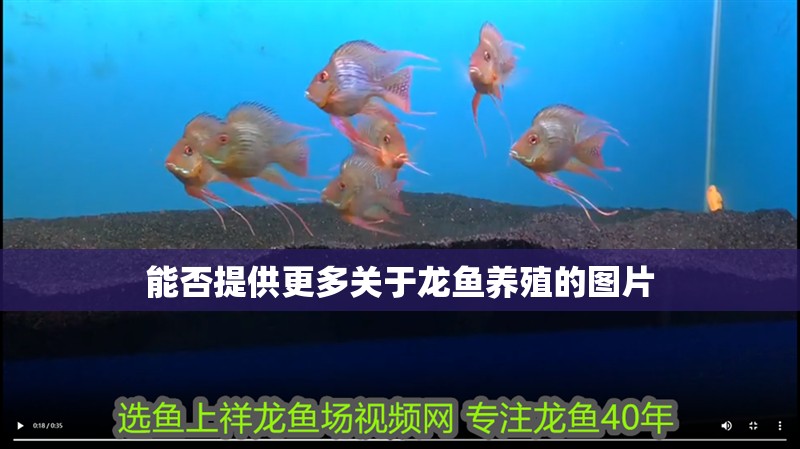 能否提供更多關于龍魚養(yǎng)殖的圖片