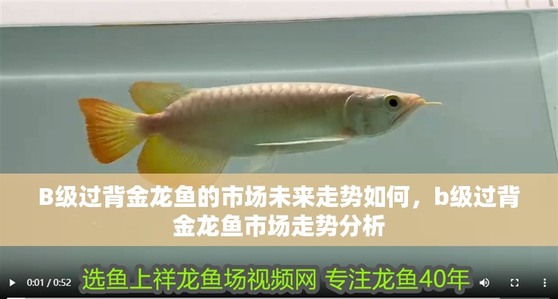 B級過背金龍魚的市場未來走勢如何，b級過背金龍魚市場走勢分析