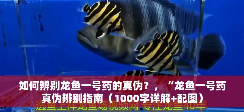 如何辨別龍魚一號藥的真?zhèn)危浚褒堲~一號藥真?zhèn)伪鎰e指南（1000字詳解+配圖）