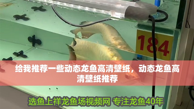 給我推薦一些動態龍魚高清壁紙，動態龍魚高清壁紙推薦