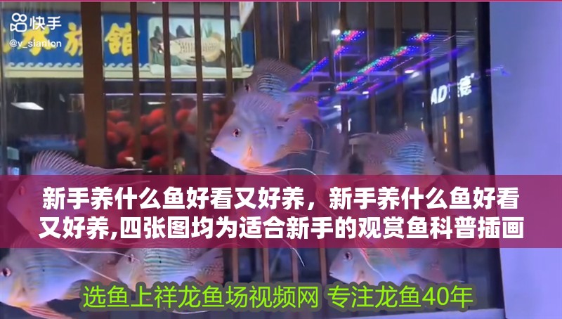 新手養什么魚好看又好養，新手養什么魚好看又好養,四張圖均為適合新手的觀賞魚科普插畫