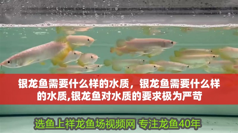 銀龍魚需要什么樣的水質，銀龍魚需要什么樣的水質,銀龍魚對水質的要求極為嚴苛