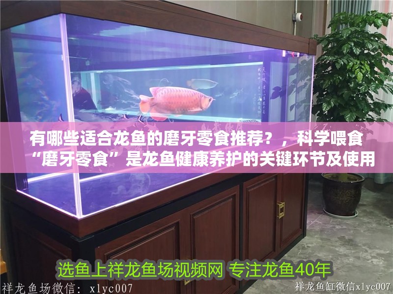 有哪些適合龍魚的磨牙零食推薦？，科學喂食“磨牙零食”是龍魚健康養護的關鍵環節及使用指南