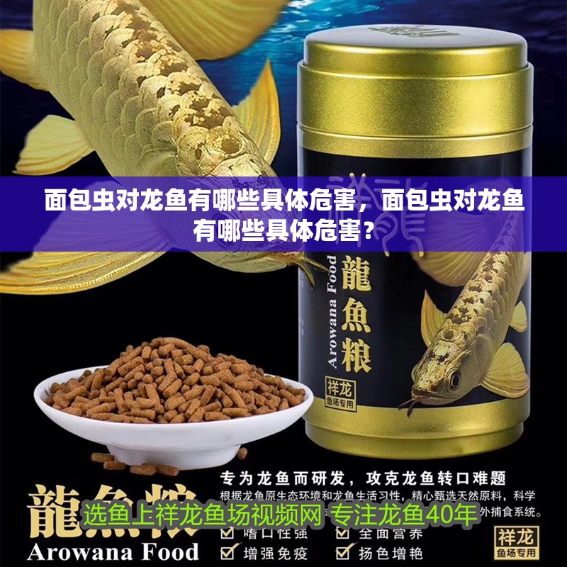 面包蟲對龍魚有哪些具體危害，面包蟲對龍魚有哪些具體危害？