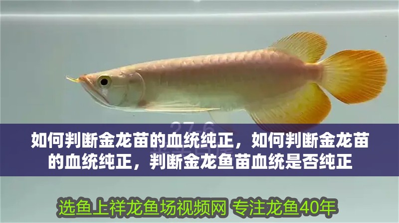如何判斷金龍苗的血統(tǒng)純正，如何判斷金龍苗的血統(tǒng)純正，判斷金龍魚苗血統(tǒng)是否純正