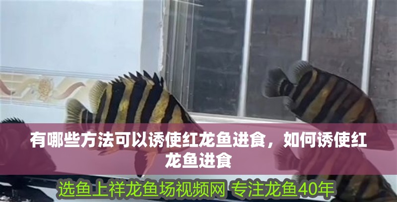 有哪些方法可以誘使紅龍魚進食，如何誘使紅龍魚進食