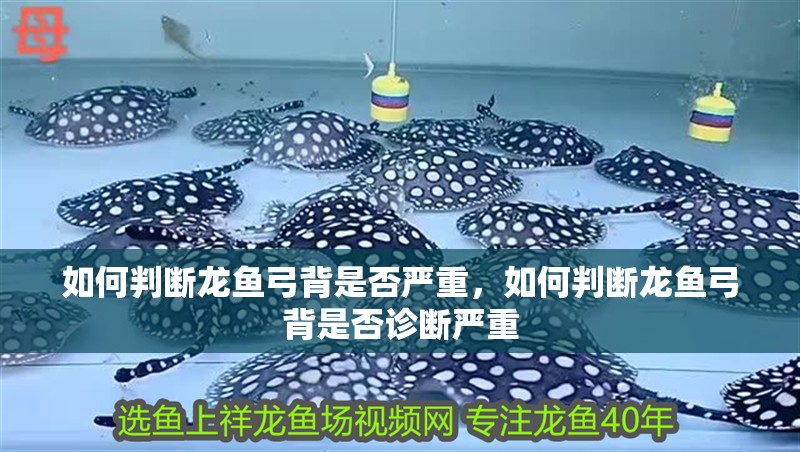 如何判斷龍魚弓背是否嚴重，如何判斷龍魚弓背是否診斷嚴重