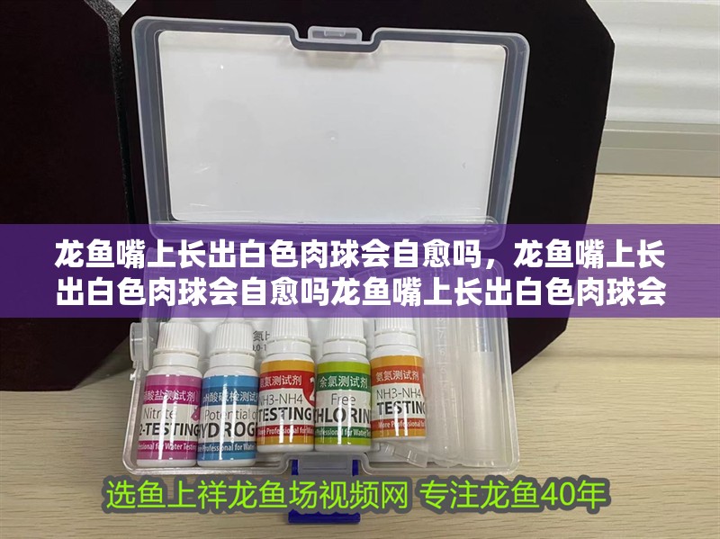 龍魚嘴上長出白色肉球會(huì)自愈嗎，龍魚嘴上長出白色肉球會(huì)自愈嗎龍魚嘴上長出白色肉球會(huì)自愈嗎