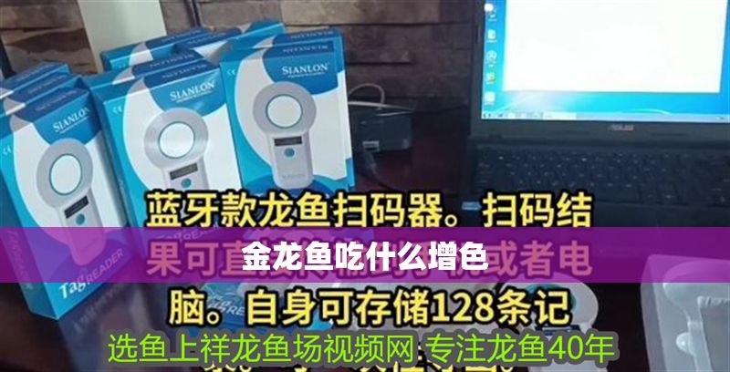 金龍魚吃什么增色