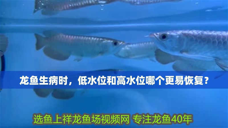 龍魚生病時，低水位和高水位哪個更易恢復(fù)？