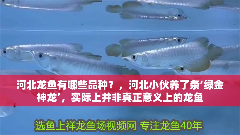 河北龍魚有哪些品種？，河北小伙養(yǎng)了條‘綠金神龍’，實(shí)際上并非真正意義上的龍魚