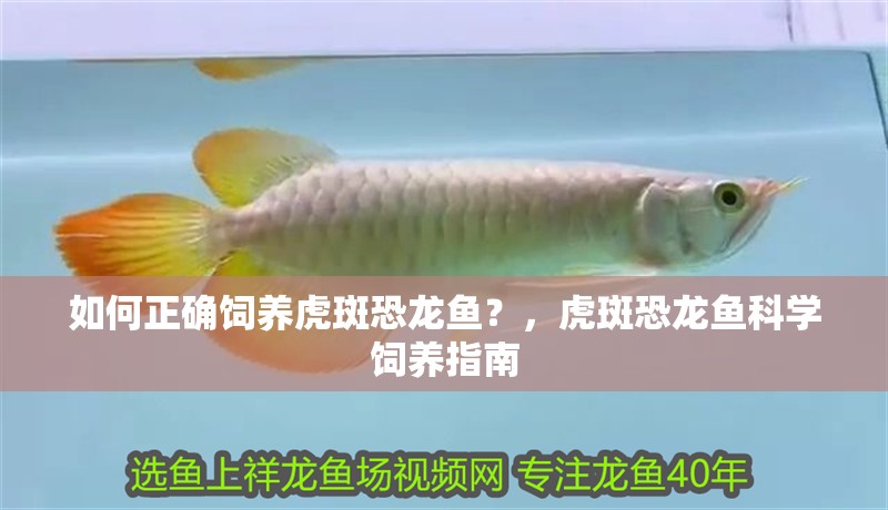 如何正確飼養虎斑恐龍魚？，虎斑恐龍魚科學飼養指南