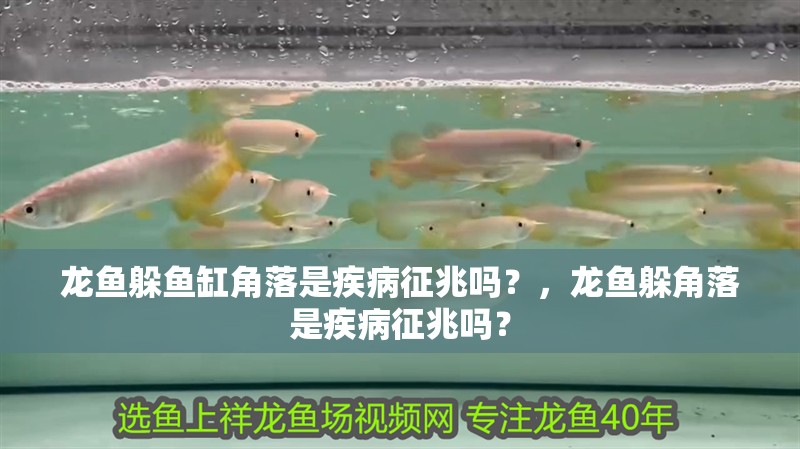 龍魚躲魚缸角落是疾病征兆嗎？，龍魚躲角落是疾病征兆嗎？