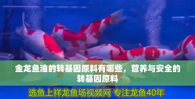 金龍魚油的轉基因原料有哪些，營養與安全的轉基因原料