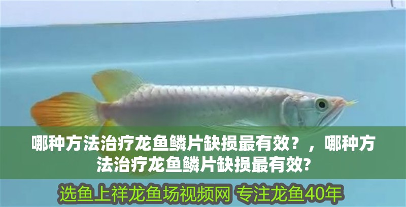 哪種方法治療龍魚鱗片缺損最有效？，哪種方法治療龍魚鱗片缺損最有效?