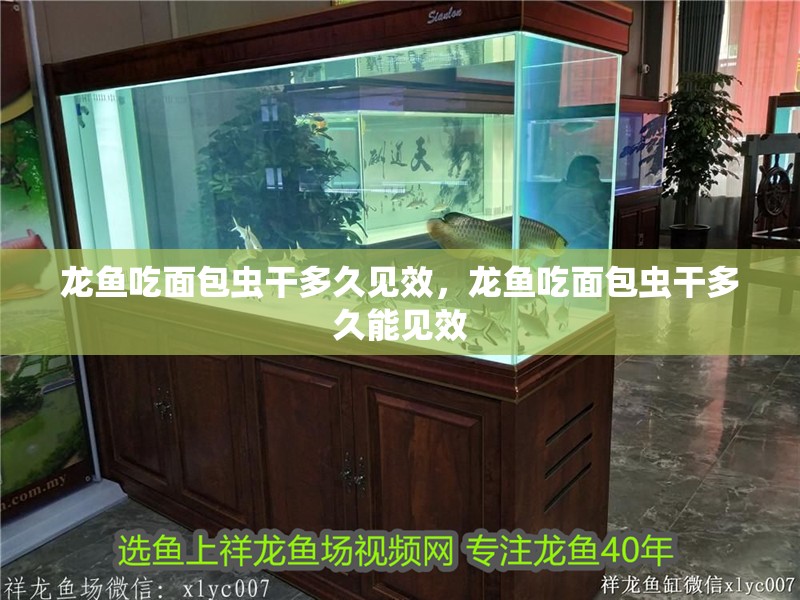 龍魚吃面包蟲干多久見效，龍魚吃面包蟲干多久能見效