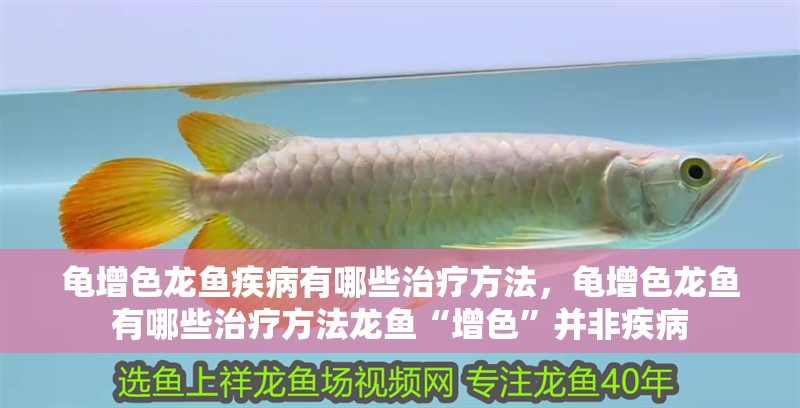 龜增色龍魚疾病有哪些治療方法，龜增色龍魚有哪些治療方法龍魚“增色”并非疾病