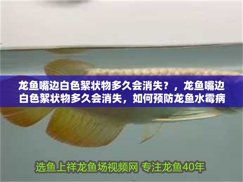 龍魚嘴邊白色絮狀物多久會消失？，龍魚嘴邊白色絮狀物多久會消失，如何預(yù)防龍魚水霉病