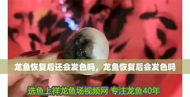 龍魚恢復后還會發色嗎，龍魚恢復后會發色嗎