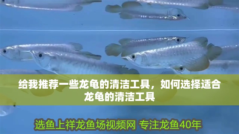 給我推薦一些龍龜的清潔工具，如何選擇適合龍龜的清潔工具