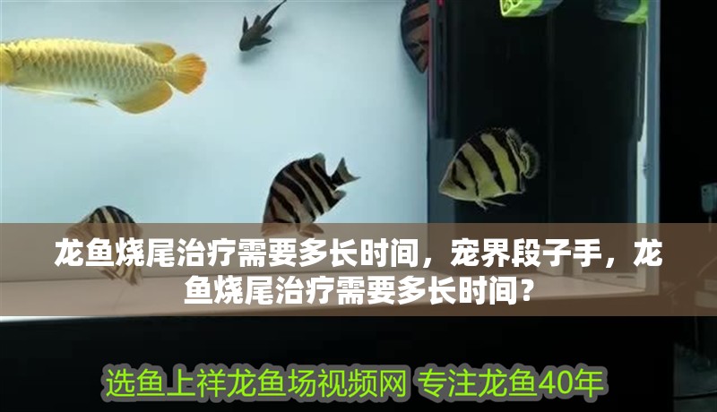 龍魚燒尾治療需要多長時間，寵界段子手，龍魚燒尾治療需要多長時間？