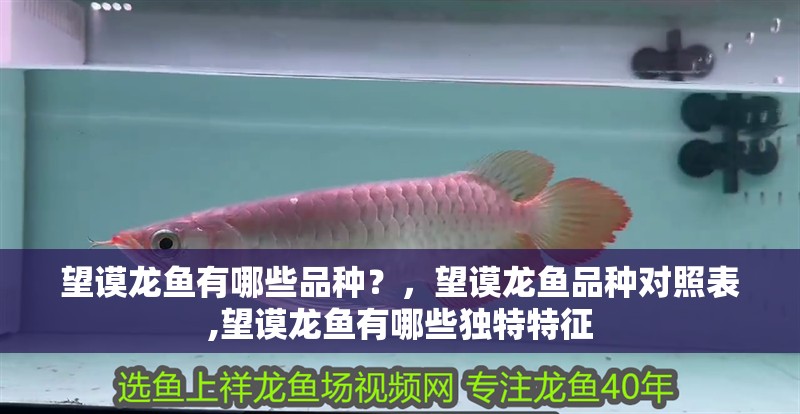 望謨龍魚(yú)有哪些品種？，望謨龍魚(yú)品種對(duì)照表,望謨龍魚(yú)有哪些獨(dú)特特征