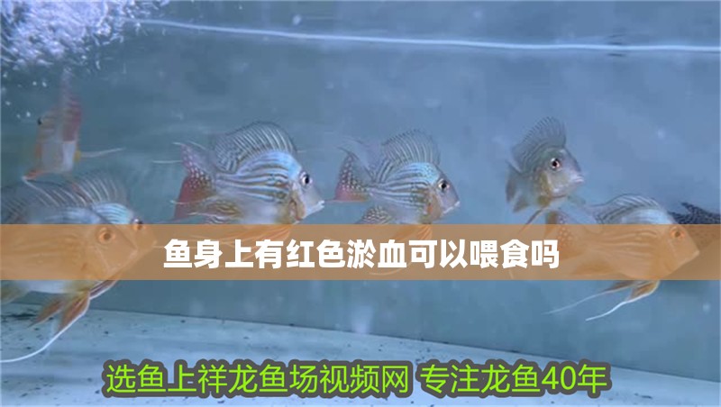 魚身上有紅色淤血可以喂食嗎