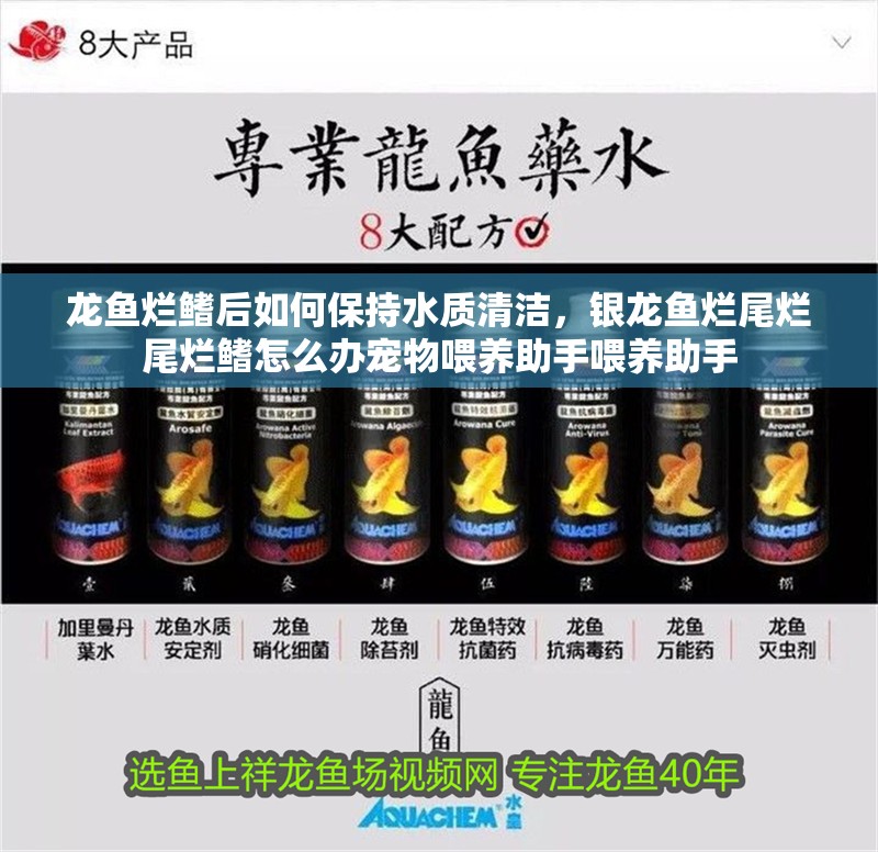 龍魚爛鰭后如何保持水質清潔，銀龍魚爛尾爛尾爛鰭怎么辦寵物喂養助手喂養助手
