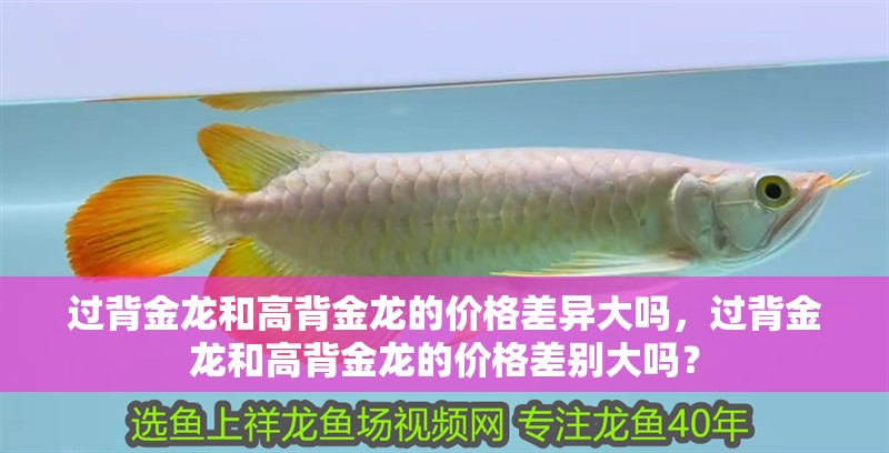 過(guò)背金龍和高背金龍的價(jià)格差異大嗎，過(guò)背金龍和高背金龍的價(jià)格差別大嗎？