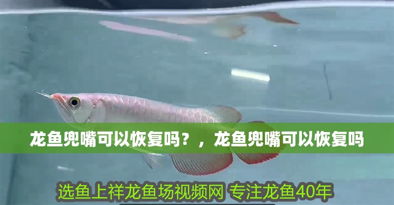 龍魚兜嘴可以恢復嗎？，龍魚兜嘴可以恢復嗎