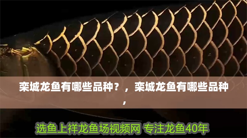 欒城龍魚有哪些品種？，欒城龍魚有哪些品種，