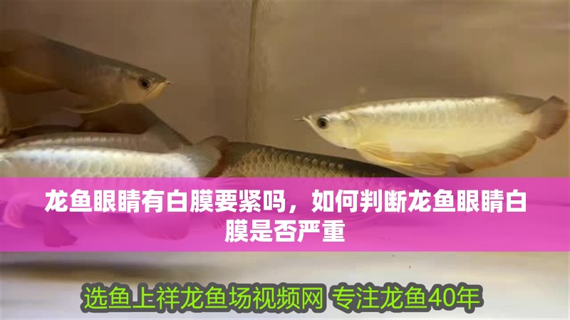 龍魚(yú)眼睛有白膜要緊嗎，如何判斷龍魚(yú)眼睛白膜是否嚴(yán)重