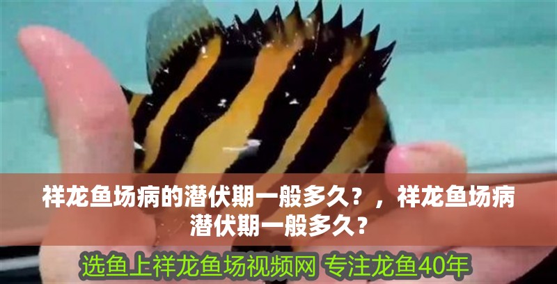 祥龍魚(yú)場(chǎng)病的潛伏期一般多久？，祥龍魚(yú)場(chǎng)病潛伏期一般多久？