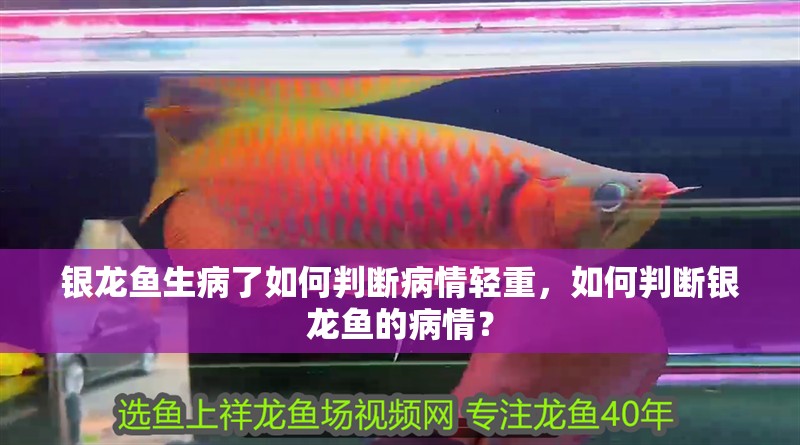 銀龍魚生病了如何判斷病情輕重，如何判斷銀龍魚的病情？