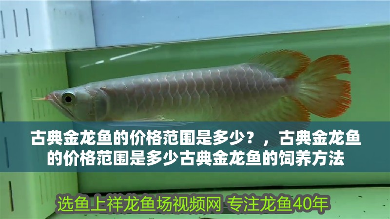 古典金龍魚的價格范圍是多少？，古典金龍魚的價格范圍是多少古典金龍魚的飼養方法