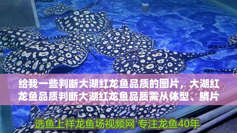 給我一些判斷大湖紅龍魚品質(zhì)的圖片，大湖紅龍魚品質(zhì)判斷大湖紅龍魚品質(zhì)需從體型、鱗片、游姿、血統(tǒng)和健康狀態(tài)