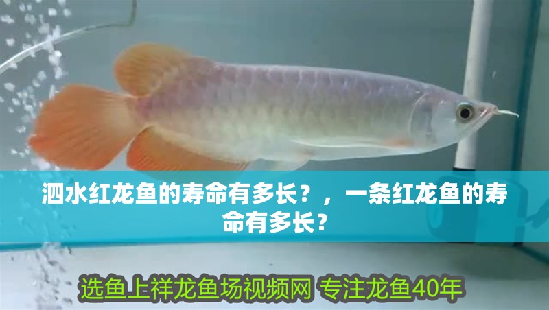 泗水紅龍魚的壽命有多長？，一條紅龍魚的壽命有多長？