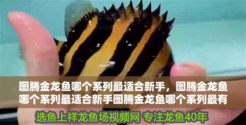 圖騰金龍魚哪個系列最適合新手，圖騰金龍魚哪個系列最適合新手圖騰金龍魚哪個系列最有收藏價值
