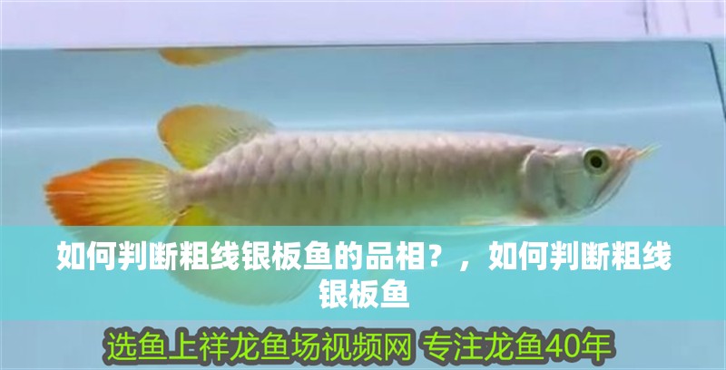 如何判斷粗線銀板魚的品相？，如何判斷粗線銀板魚
