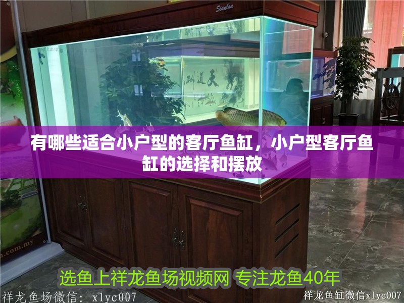 有哪些適合小戶型的客廳魚缸，小戶型客廳魚缸的選擇和擺放