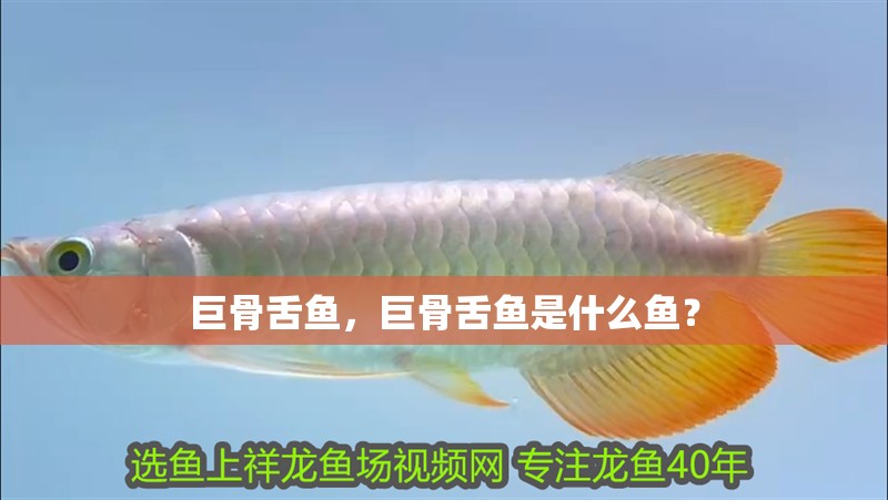 巨骨舌魚，巨骨舌魚是什么魚？