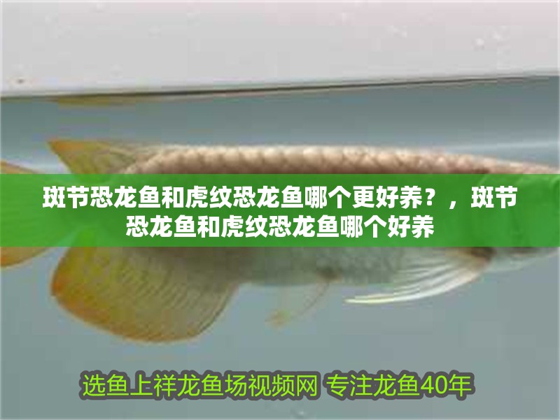 斑節恐龍魚和虎紋恐龍魚哪個更好養？，斑節恐龍魚和虎紋恐龍魚哪個好養